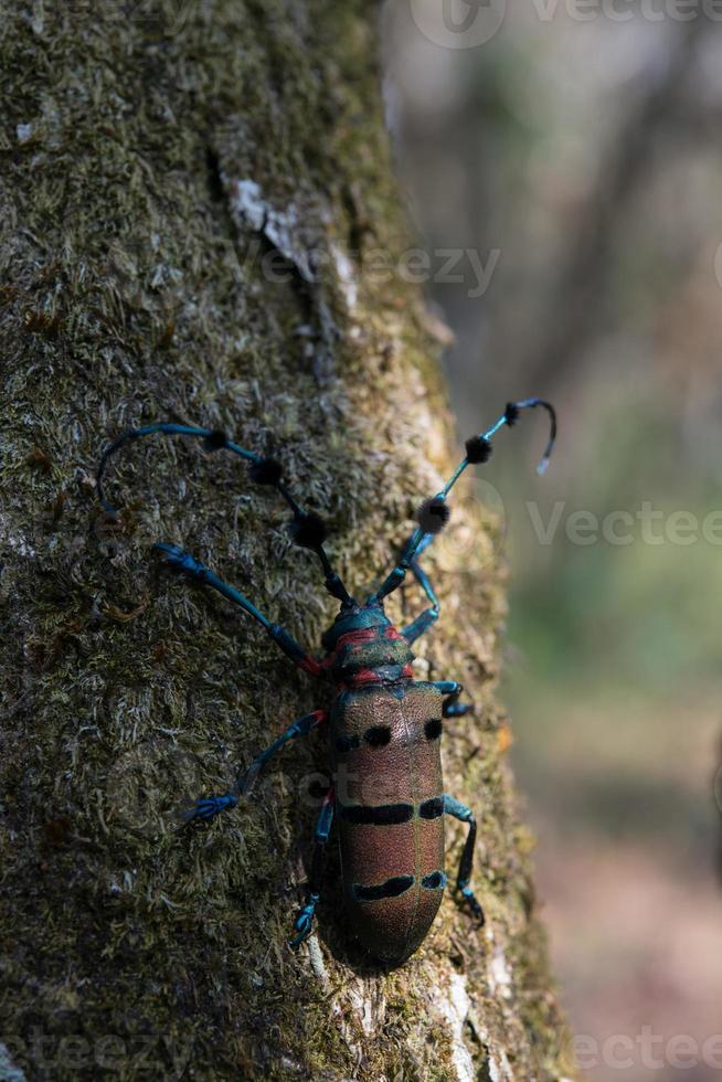 longicorne dans la nature photo