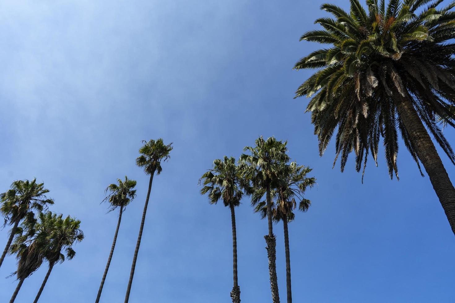 palmiers et un ciel bleu photo