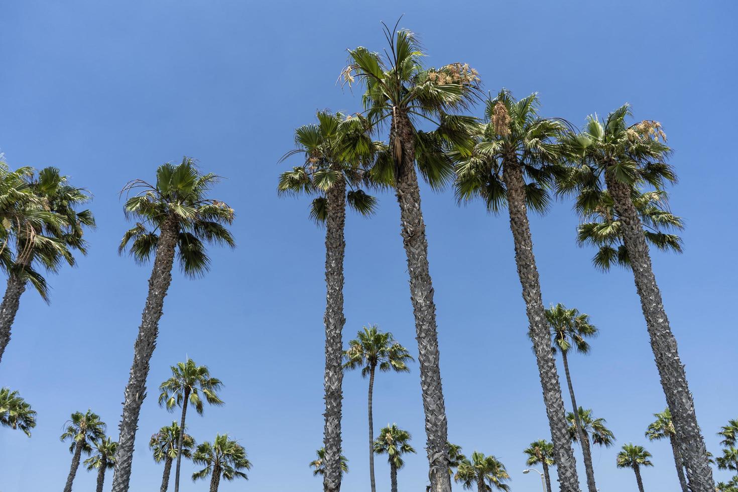 palmiers au soleil photo
