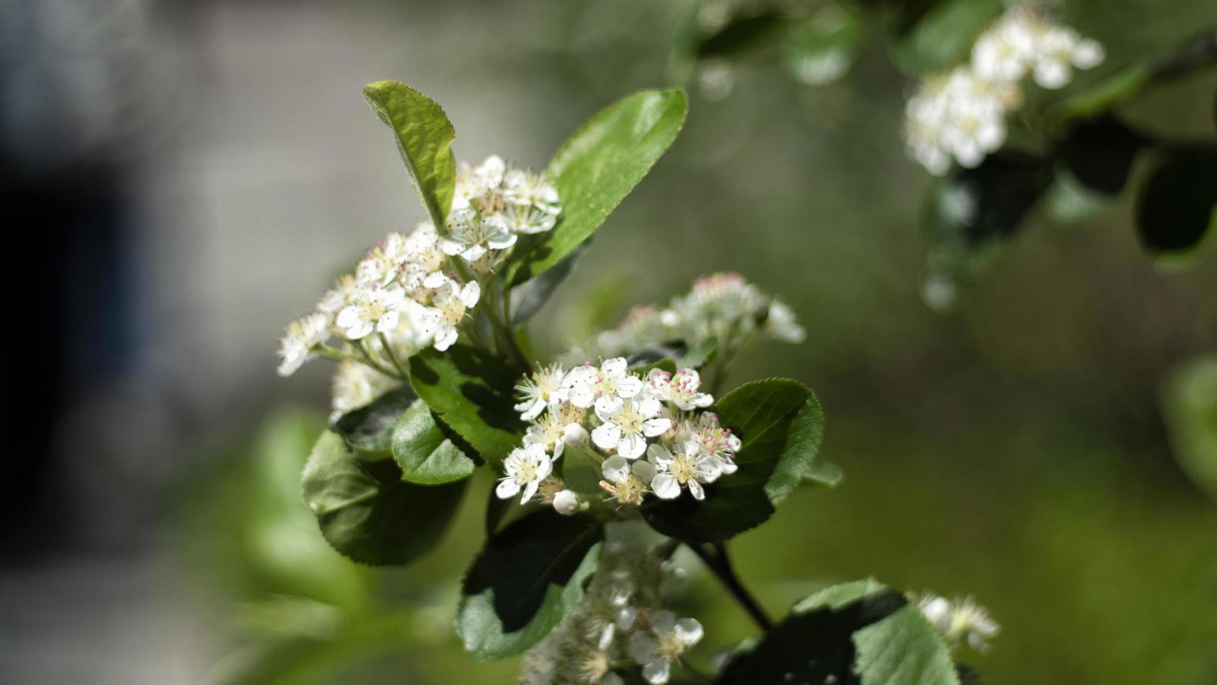 fleurs blanches qui fleurissent sur un arbre photo