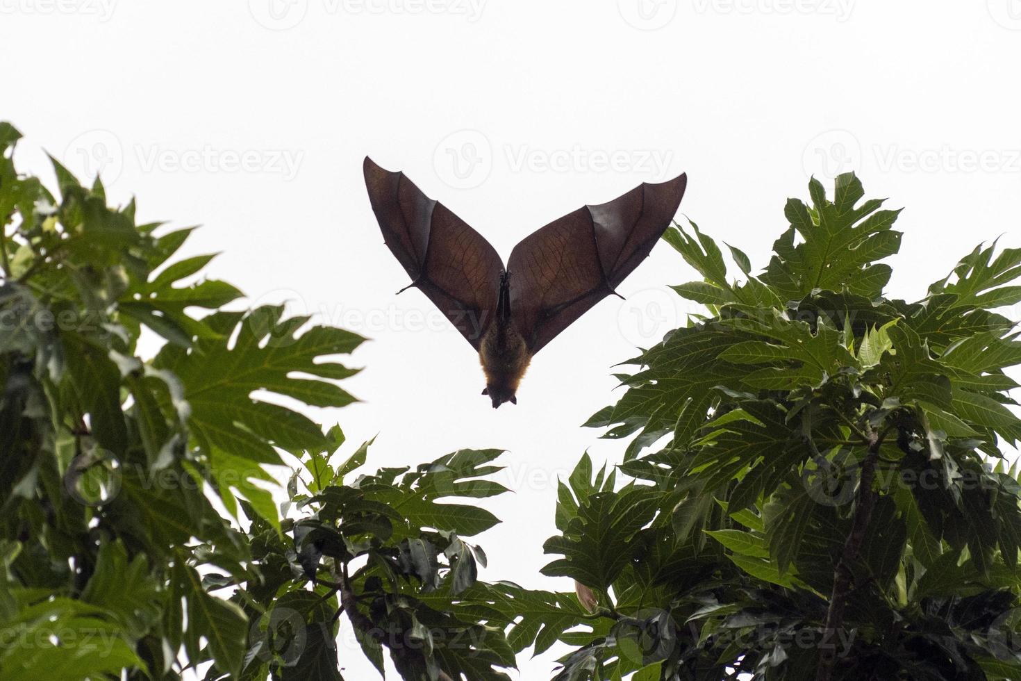 en volant Renard portrait tandis que en volant photo