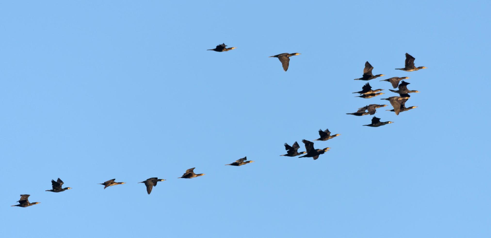 ne pas petit troupeau de génial cormorans - phalacrocorax carbo - dans vol ensemble plus de clair bleu ciel dans printemps photo