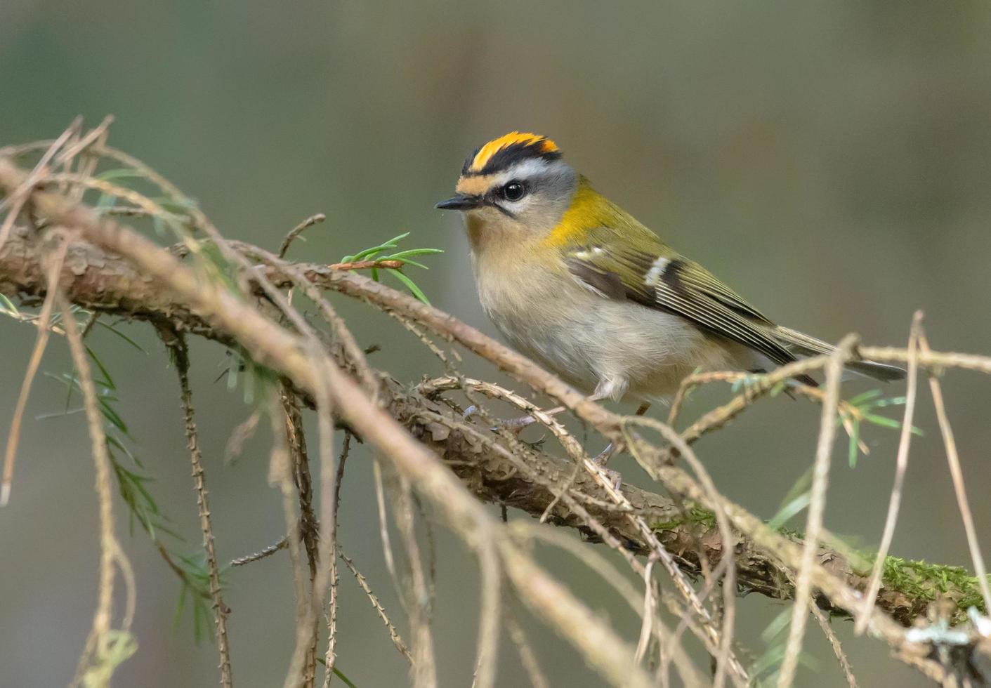 Masculin commun firecrest - régule ignicapilla - posant sur sec perche dans printemps photo