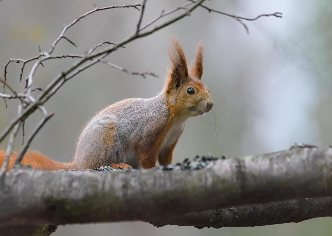 vigilant eurasien rouge écureuil - sciurus vulgaris - est assis sur bois branche dans gris hiver manteau photo