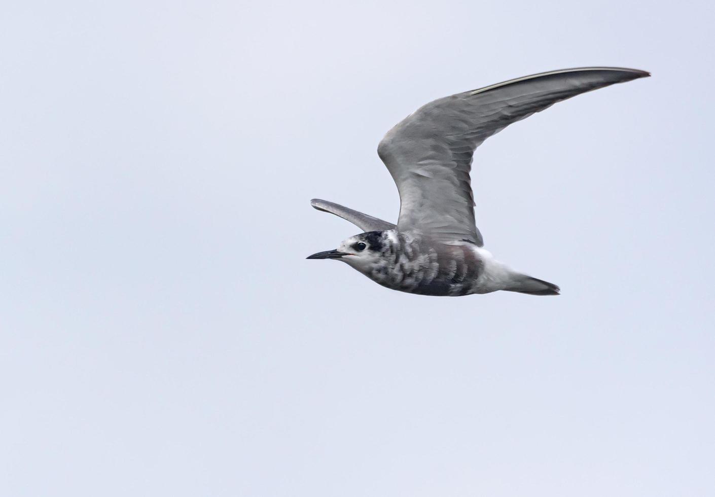 noir sterne - chlidonias Niger - mouches dans lumière ciel avec levé ailes photo