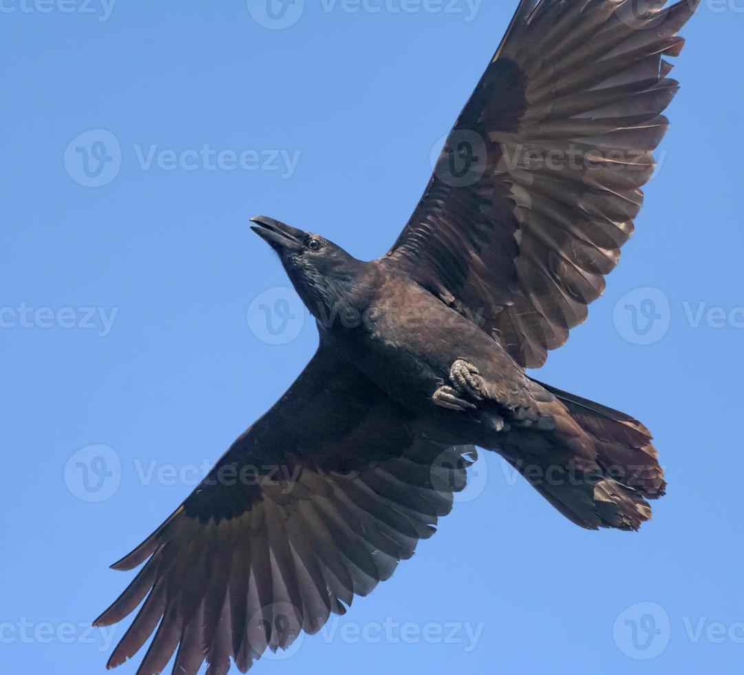 serré carré coup de adulte commun corbeau - corvus corax - planant dans bleu ciel avec étiré ailes et queue photo