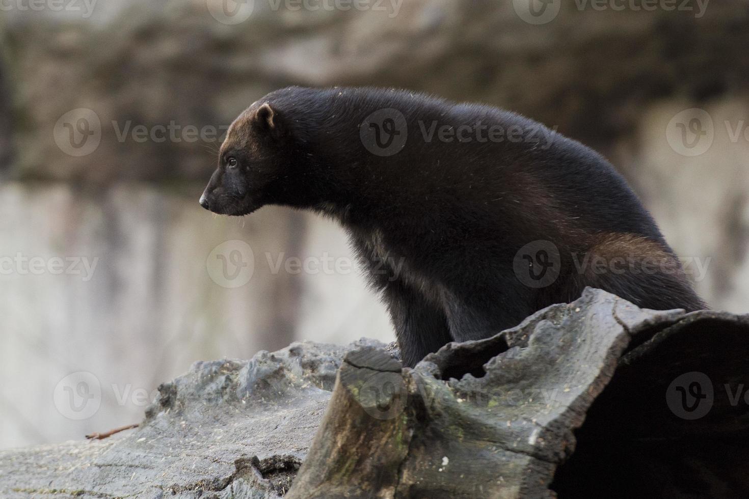 carcajou portrait tandis que chasse photo