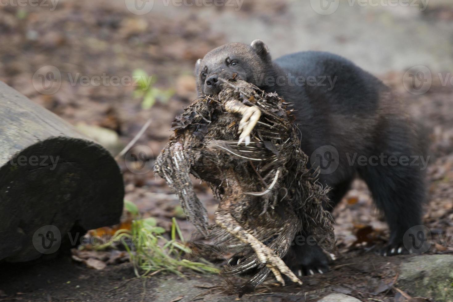 carcajou portrait tandis que chasse une oiseau photo