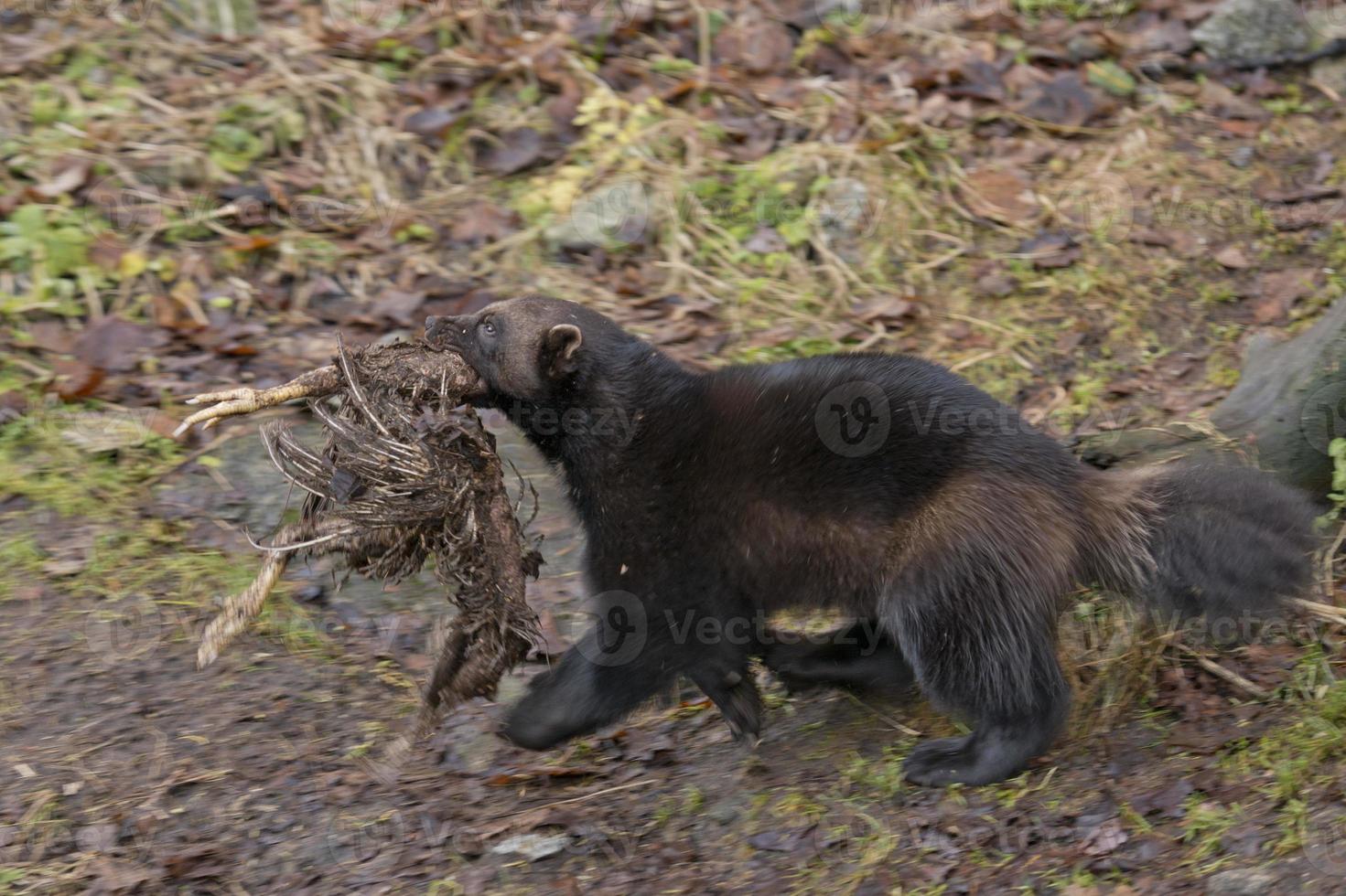 carcajou portrait tandis que chasse une oiseau photo