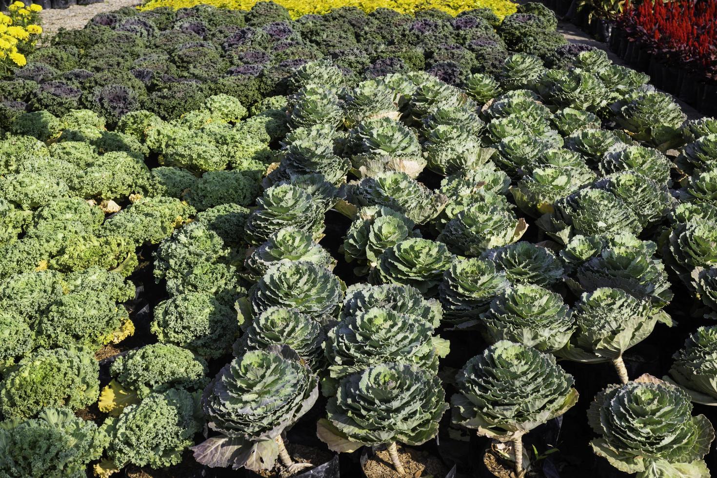 plants de laitue dans une ferme photo