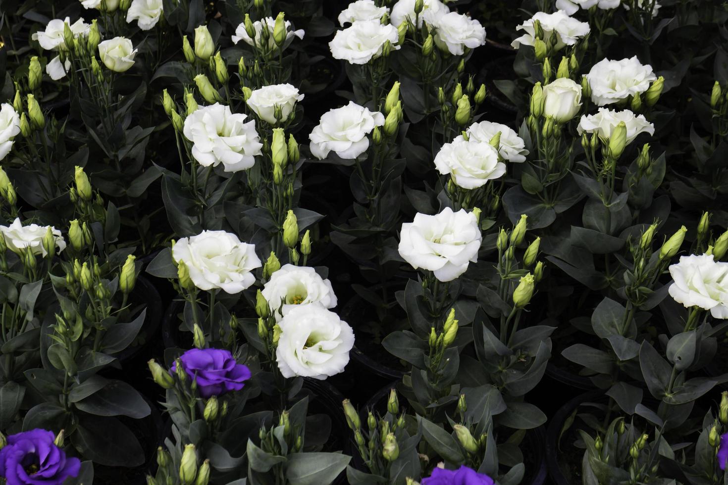 fleurs blanches dans le jardin photo