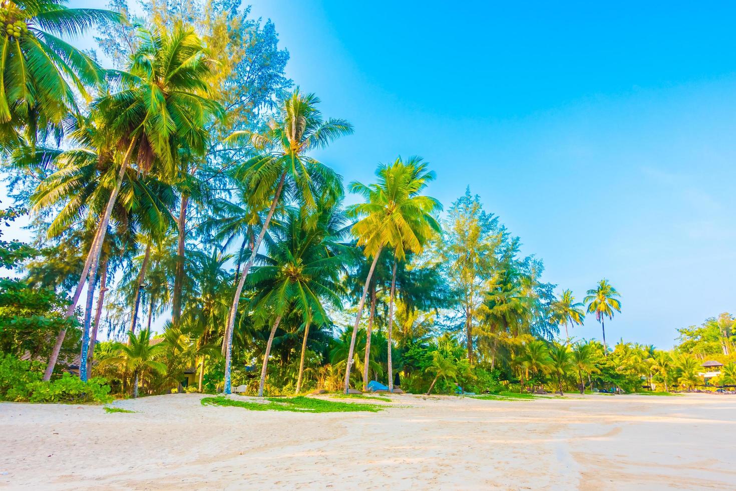 plage avec palmiers photo