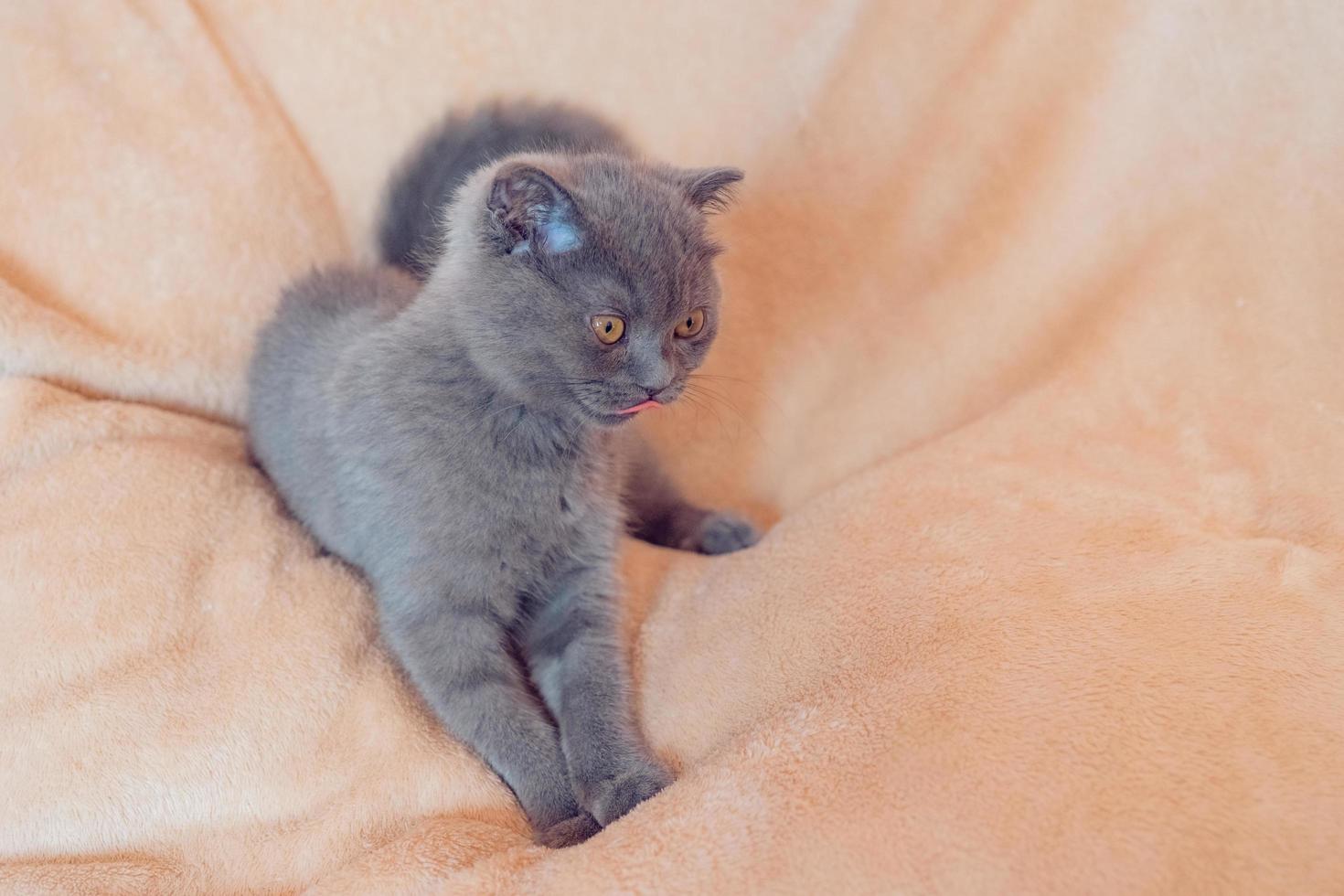 Chat bleu écossais sur couverture rose photo