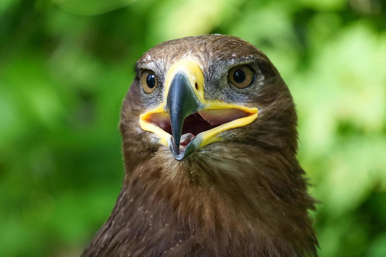 Portrait de grand oiseau de proie sur fond naturel vert photo