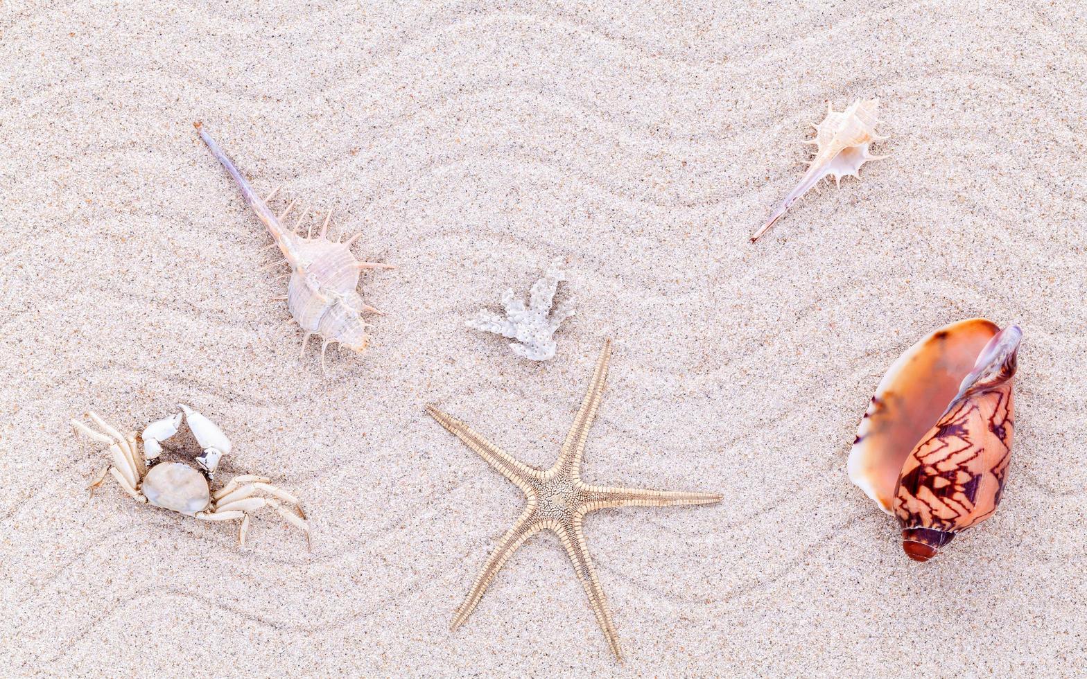 vue de dessus des coquillages sur le sable photo