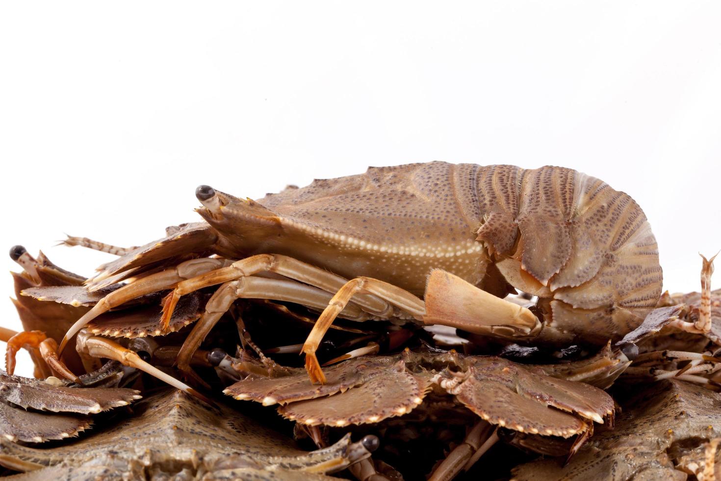 tas de homards photo