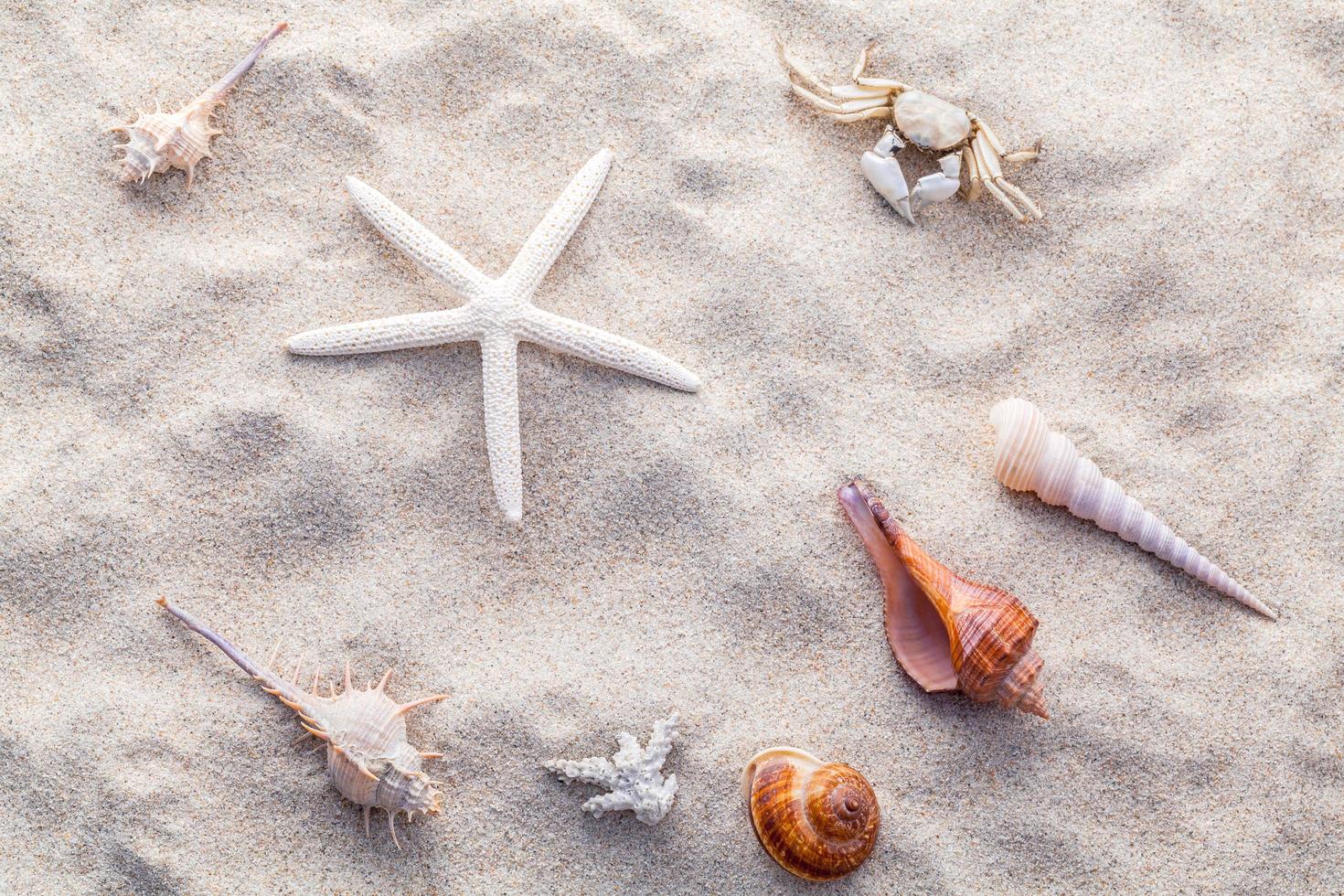 coquillages pendant la journée photo