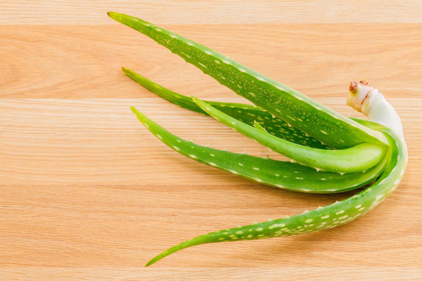 gros plan d'aloe vera photo