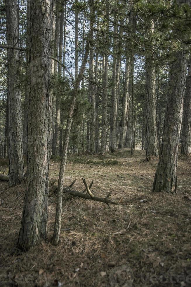 en retard hiver dans le forêt sur le Montagne de tara dans Serbie photo