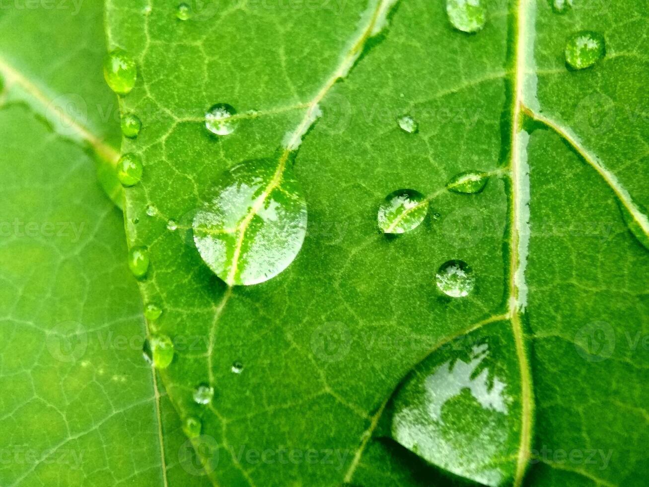 grand magnifique gouttes de transparent pluie l'eau sur une vert feuille macro. gouttelettes de l'eau scintillait éblouissement dans Matin Soleil . magnifique feuille texture dans la nature. Naturel arrière-plan, gratuit espace. photo