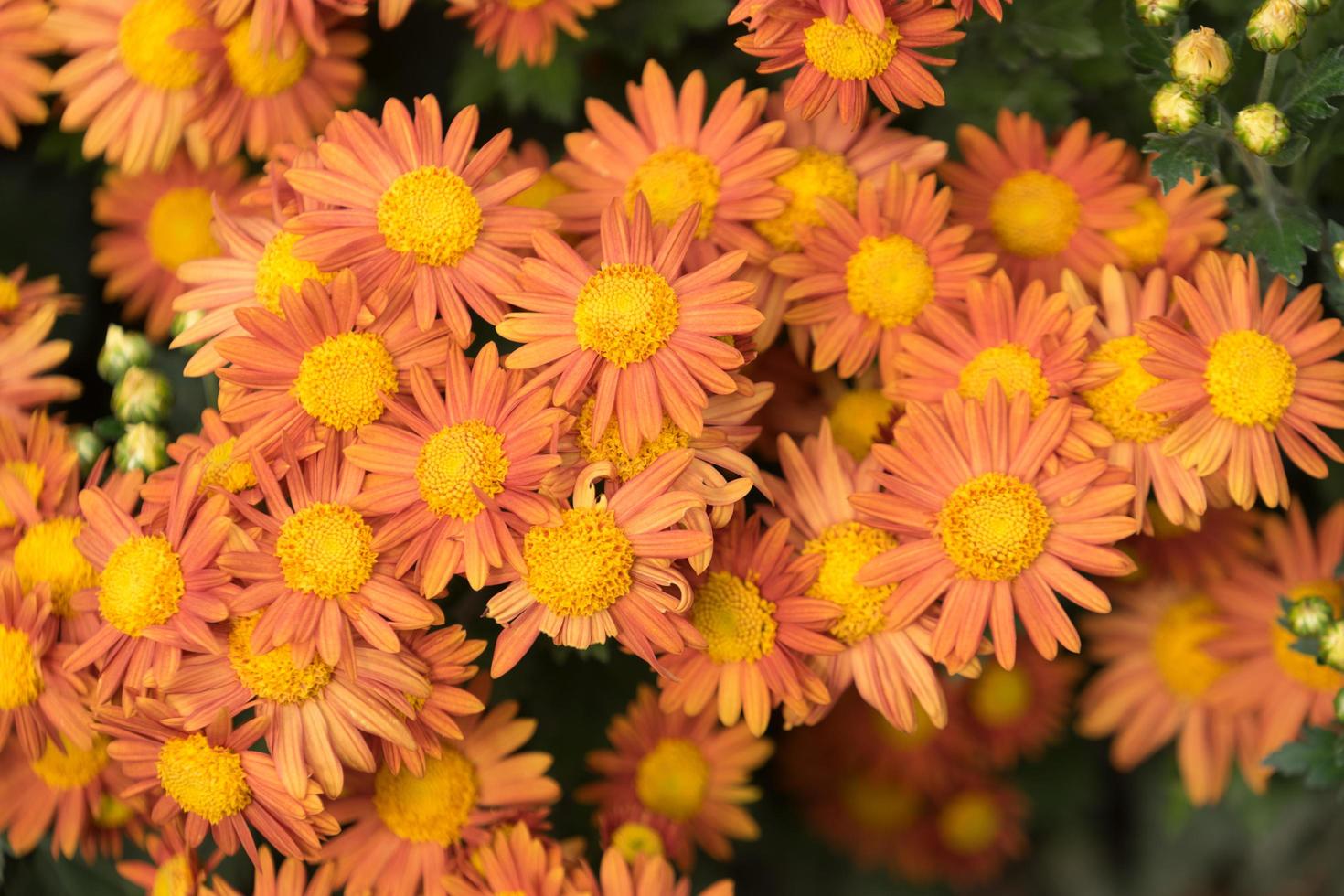 gros plan, de, orange, chrysanthème, fleurs photo