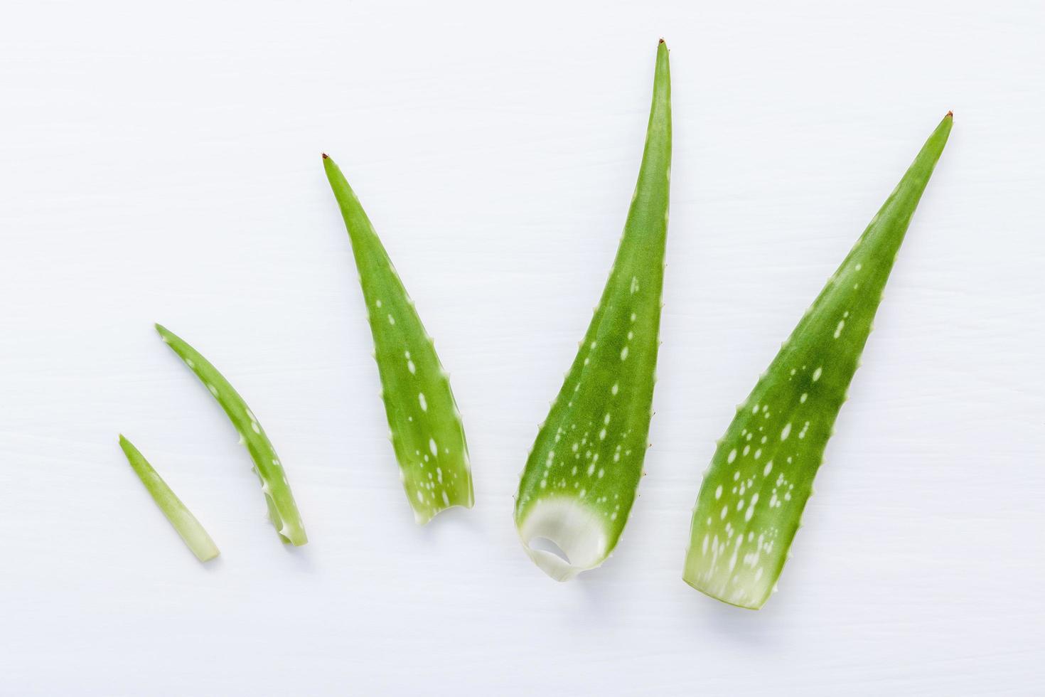 différentes tailles de feuilles d'aloe vera photo