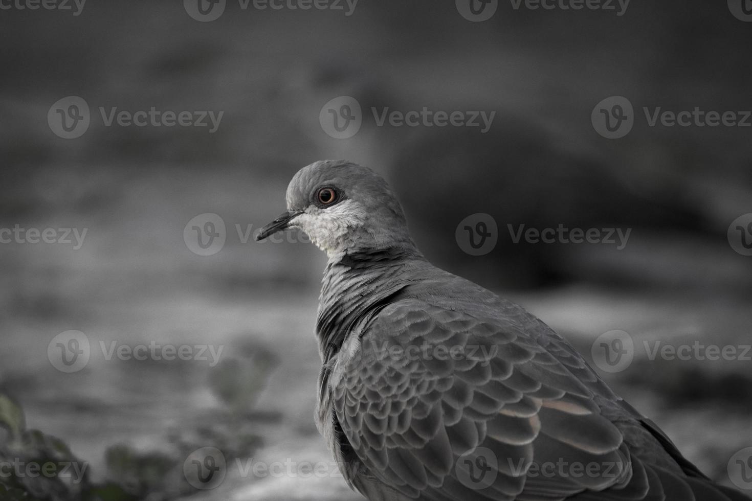 vue latérale portrait de pigeon photo