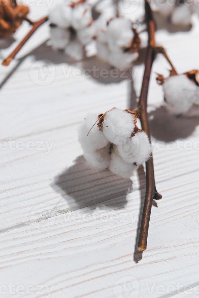 coton branche avec sec fleurs, proche en haut photo