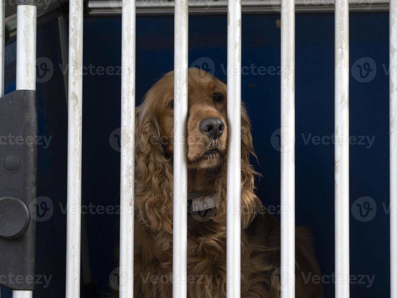 chien en cage vous regarde photo