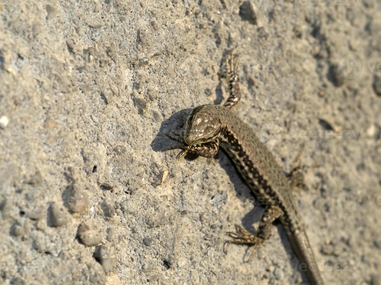 jeune lézard gros plan macro photo