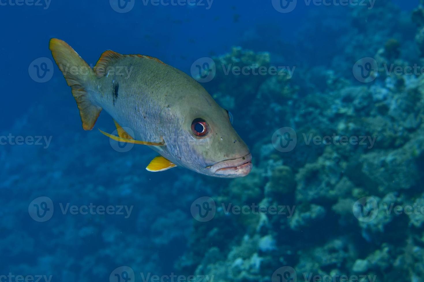 une groupeur poisson à la recherche à vous dans rouge mer photo