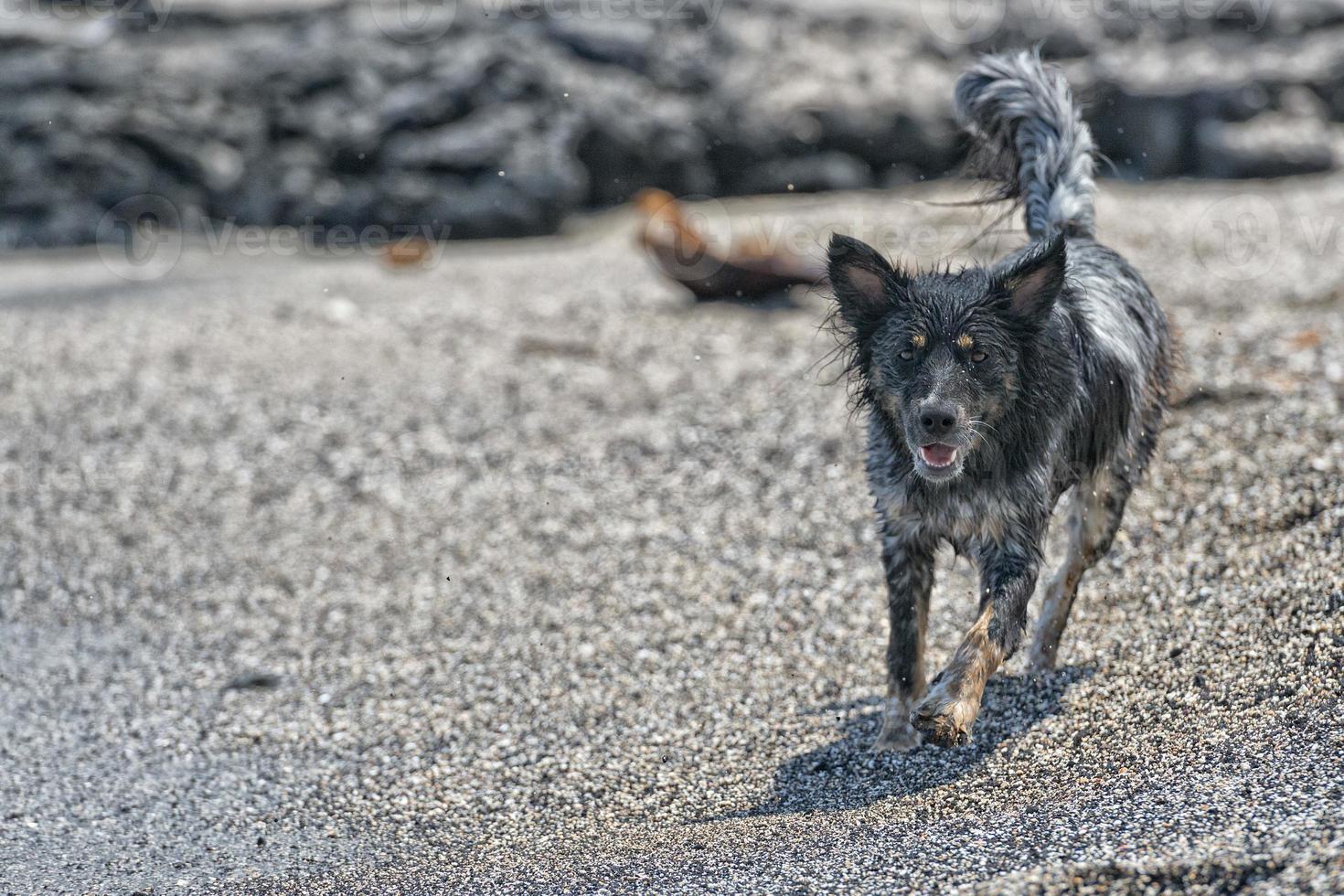 chiens jouant sur la plage photo