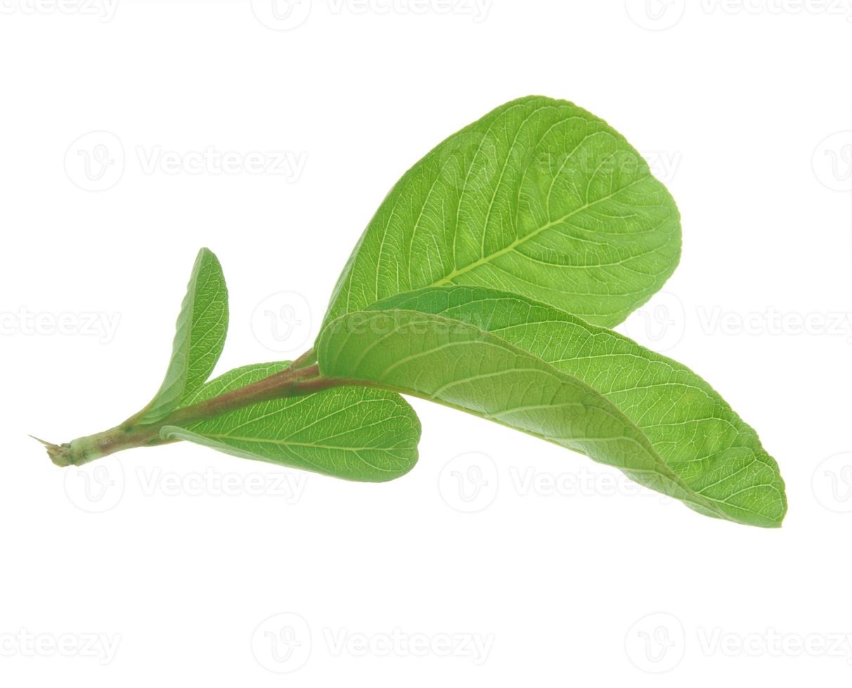 goyave feuilles isolé sur blanc Contexte. photo