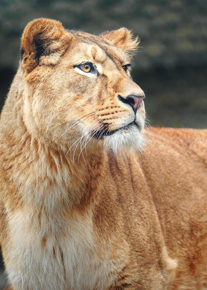 lion d'afrique du nord photo