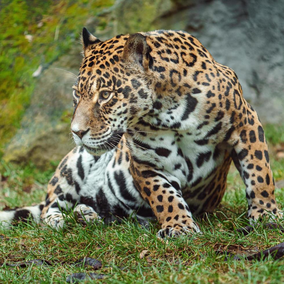 portrait de jaguar photo