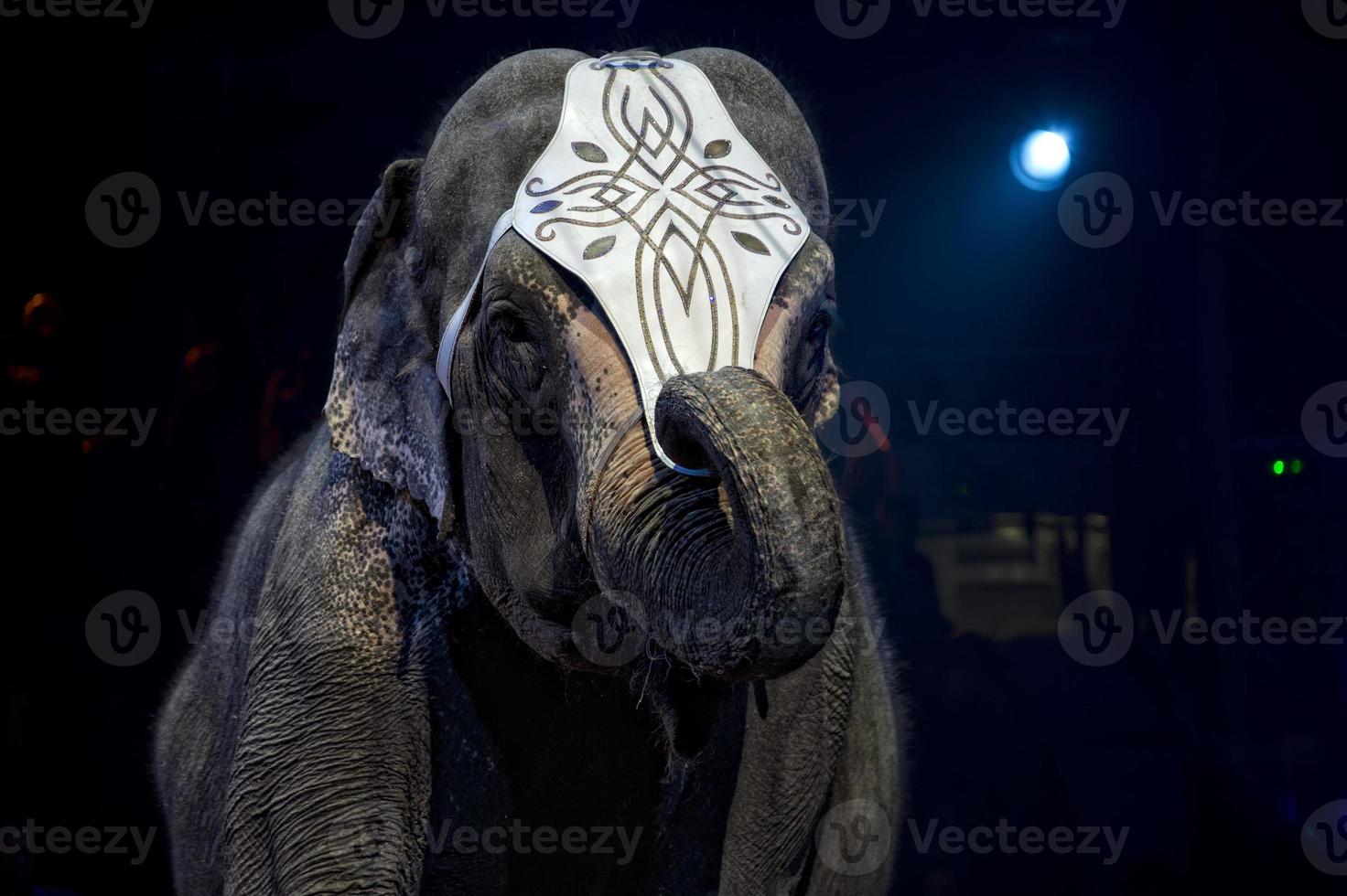 cirque l'éléphant spectacle photo