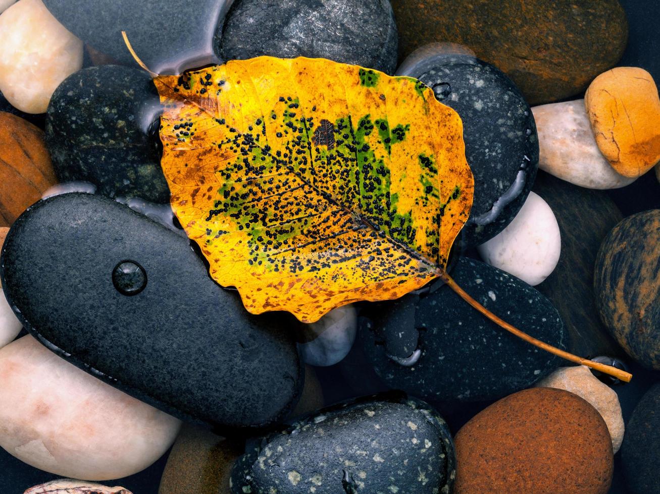 feuille jaune sur les rochers photo