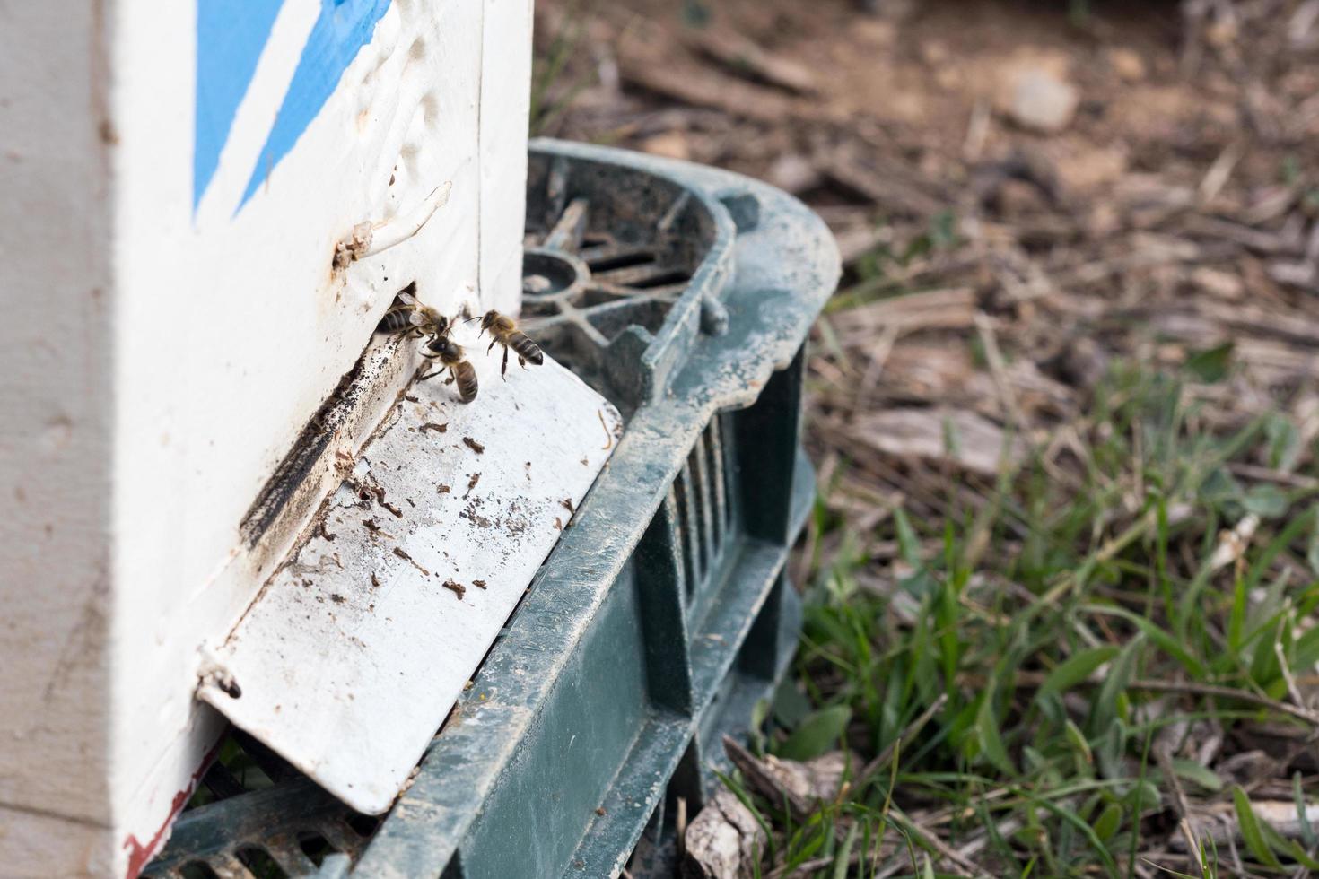 abeilles volant dans une ruche photo