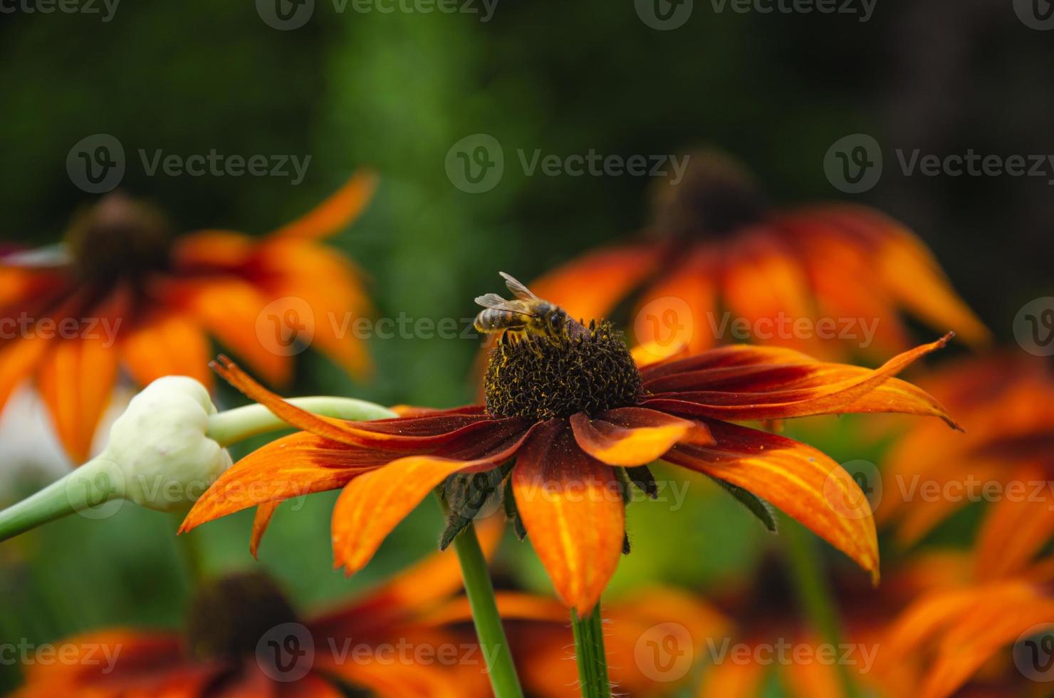 Rudbeckia magnifique Orange fleur avec foncé milieu, jardin ou parc décoration photo