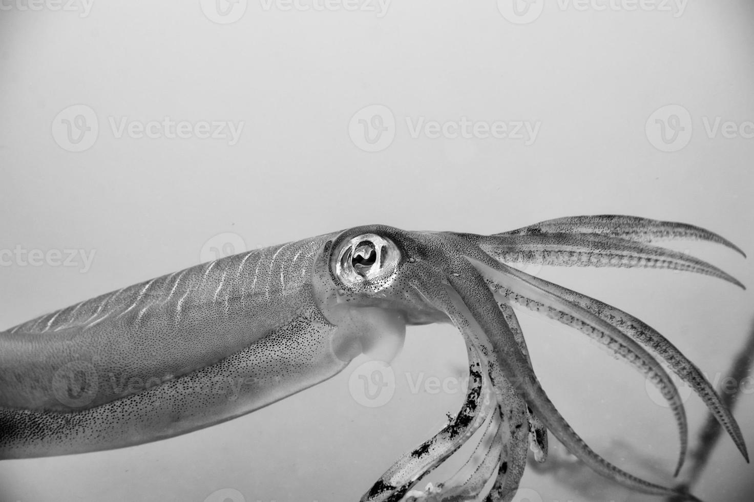 calamar seiche regards comme 20.000 ligues en dessous de le mer photo
