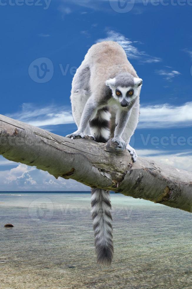 isolé maki singe sur Madagascar Contexte photo