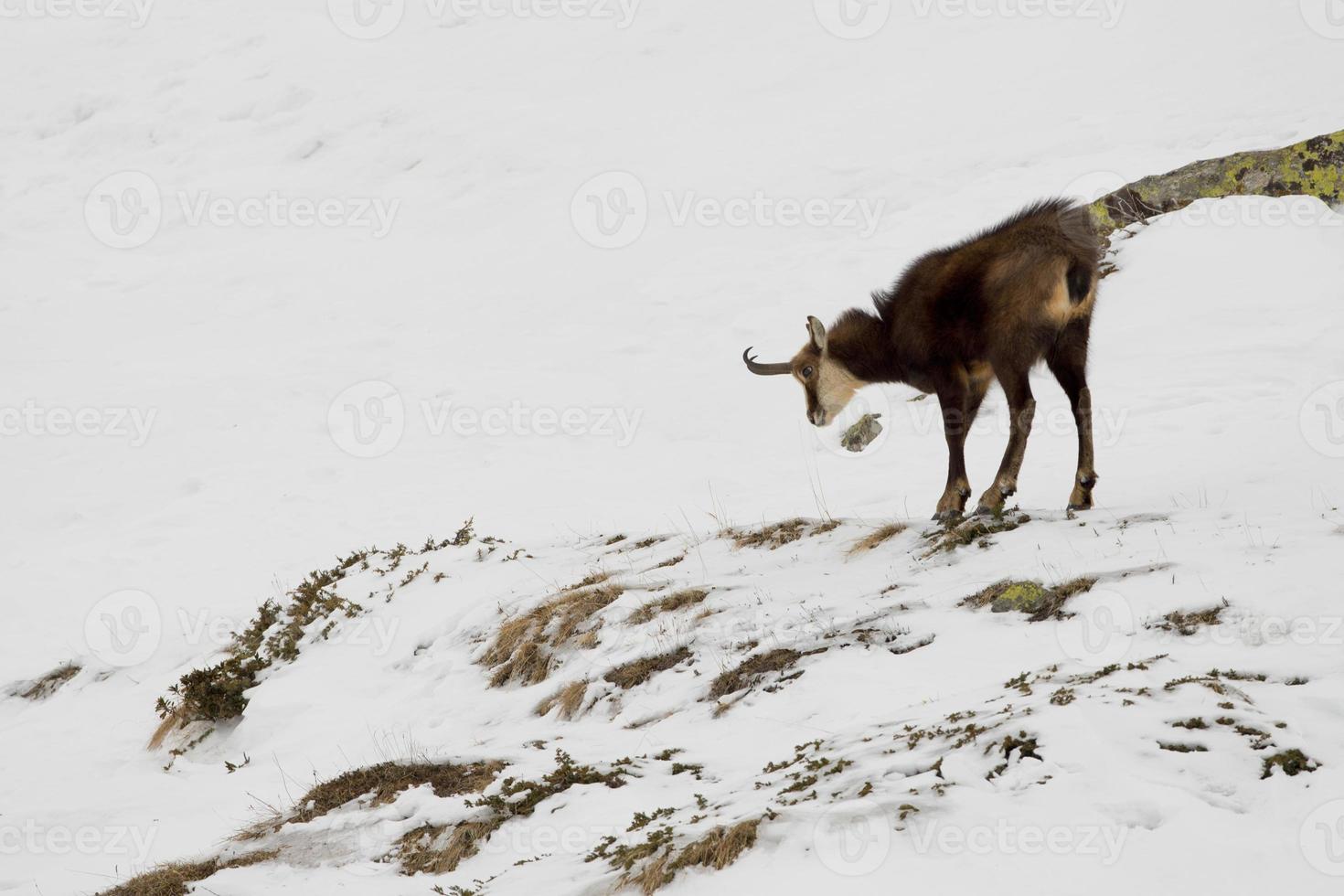 un chamois isolé dans le fond de la neige photo