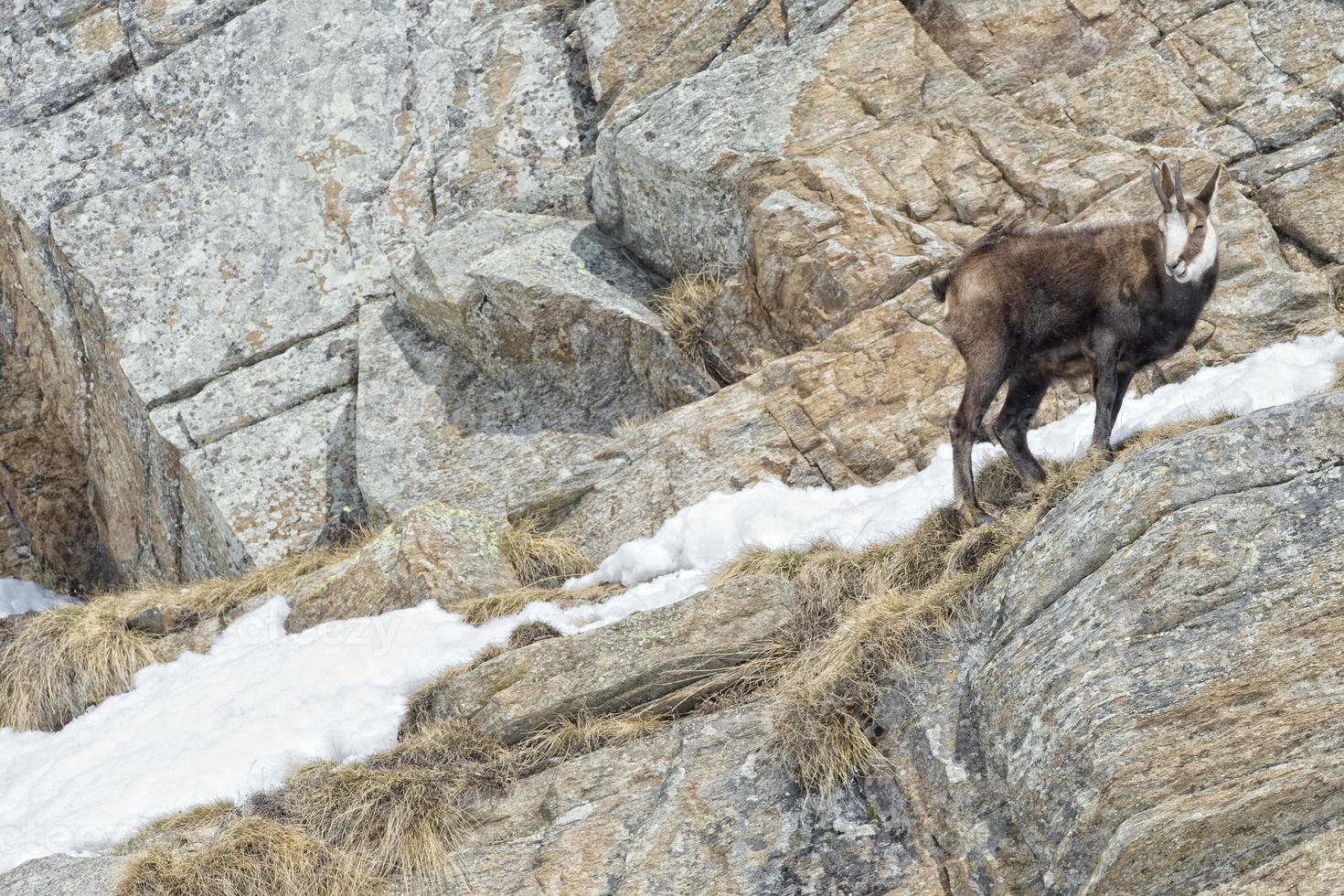 cerf chamois dans le fond des rochers photo