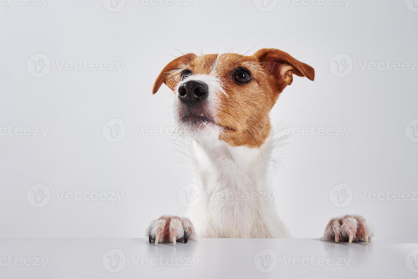 chien jack russell terrier avec pattes sur la table. portrait de chien mignon photo