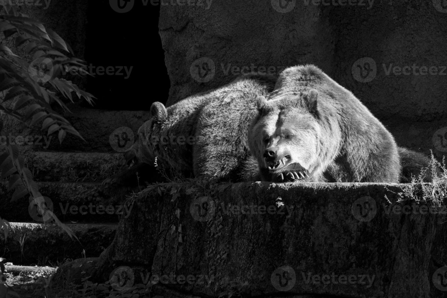 marron ours grisonnant portrait dans noir Contexte tandis que à la recherche à vous photo