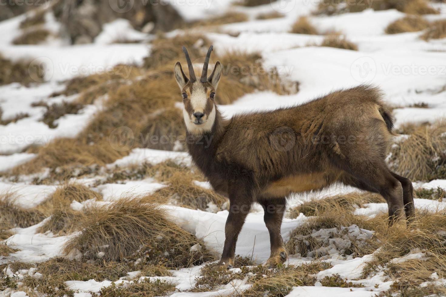 un chamois isolé dans le fond de la neige photo