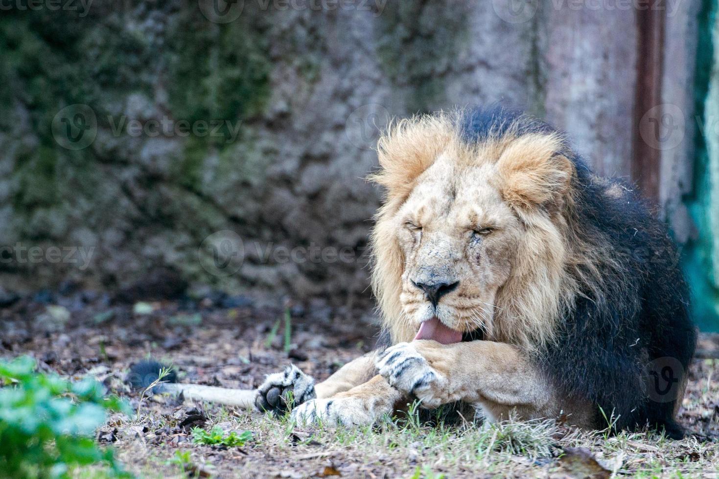 asiatique Masculin Lion à le zoo photo