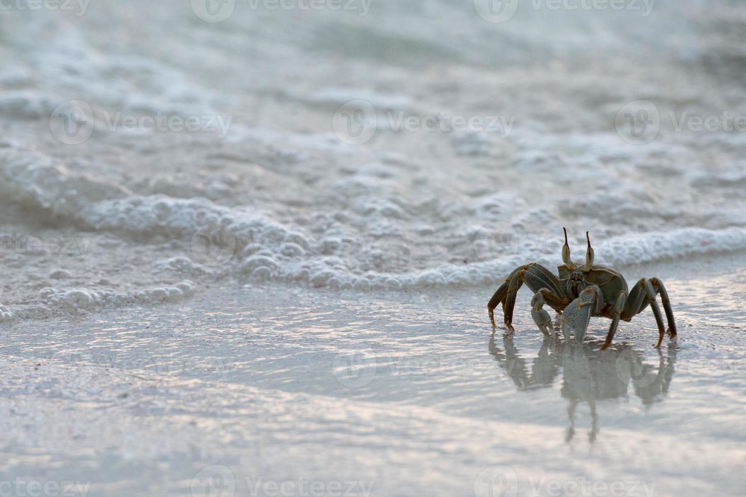 crabe sur le sable au coucher du soleil photo