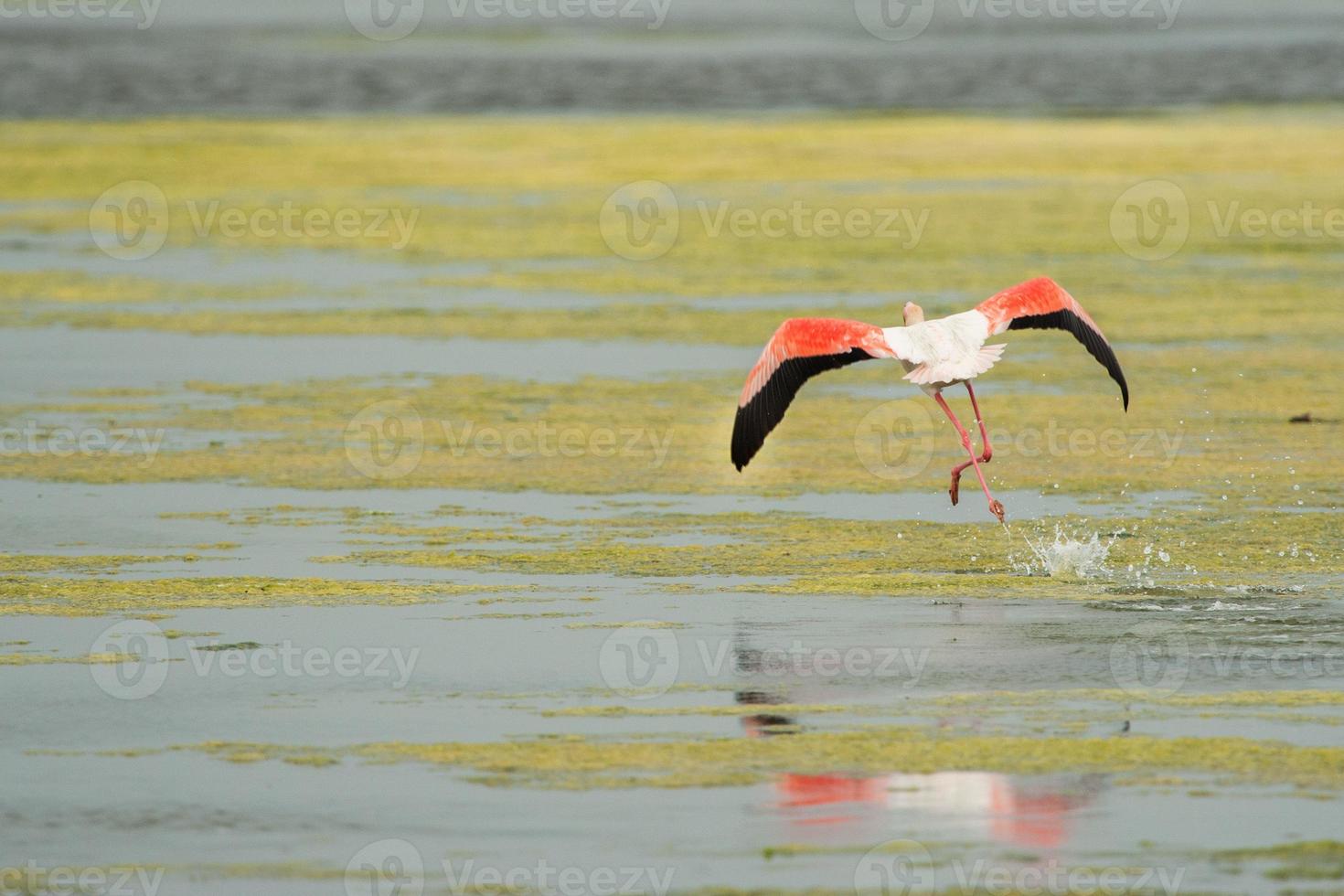 rose flamant en volant plus de l'eau dans Sardaigne, Italie photo