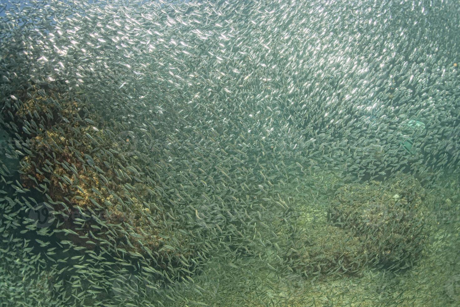 à l'intérieur d'un banc de poissons sous l'eau photo